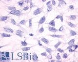 IHC-plus™ HRH3 / Histamine 3 Receptor Antibody (Cytoplasmic Domain)