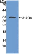 IVL / Involucrin Antibody (aa301-460)