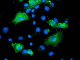 ARFGAP1 Antibody (clone OTI2C5)