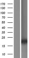 ATOH7 / MATH5 Protein (Over-Expression Lysate Myc-DDK (Flag))