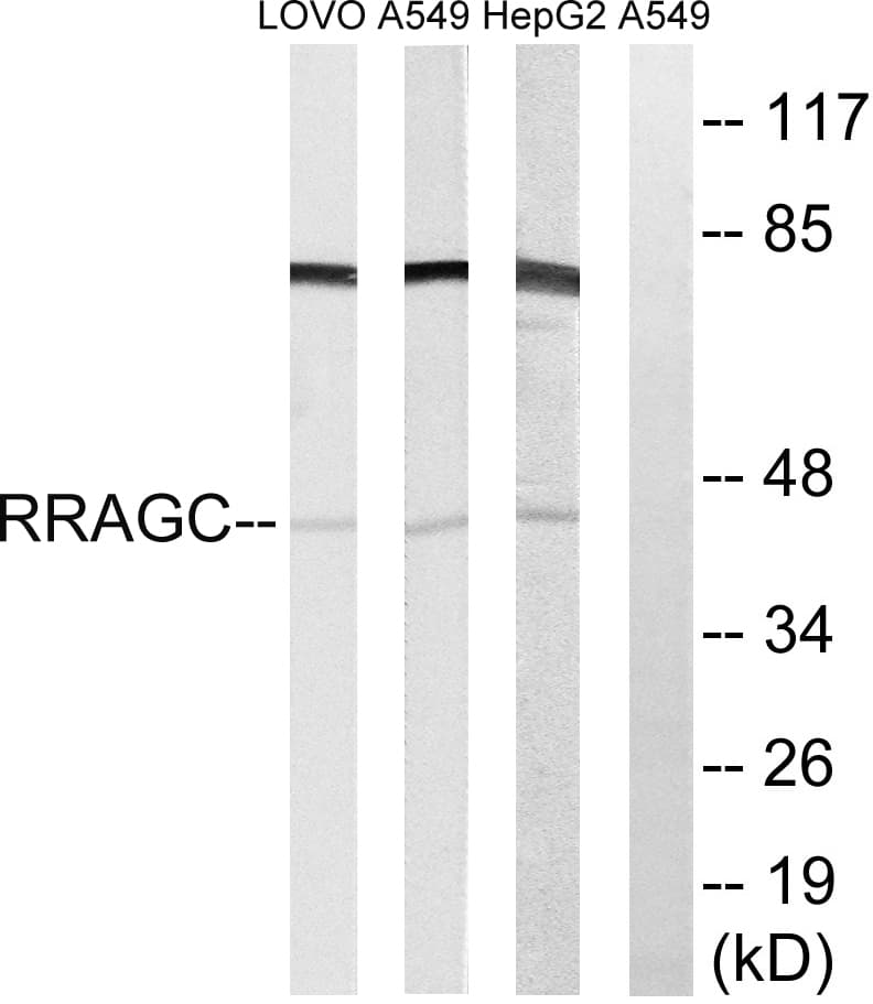 RRAGC / RAGC Antibody (aa302-351)