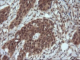 LZIC Antibody (clone OTI5E3)