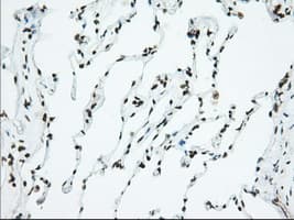 USP5 Antibody (clone OTI2E3)