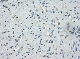SSX2 Antibody (clone OTI4D10, Carrier-free)