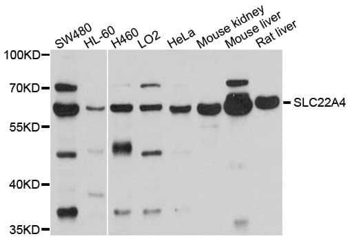 SLC22A4 / OCTN1 Antibody