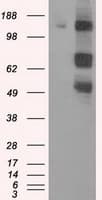 PAS Kinase / PASK Antibody (clone OTI8G9, Carrier-free)