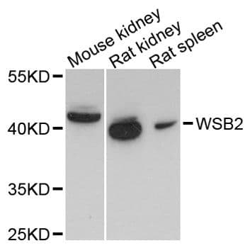 WSB2 Antibody