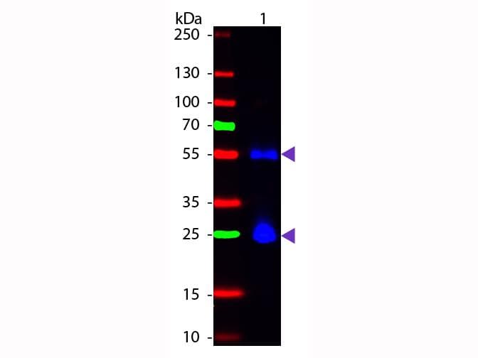 Sheep Anti-Mouse IgG Secondary Antibody (FITC)