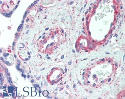 IHC-plus™ APOL2 / Apolipoprotein L 2 Antibody