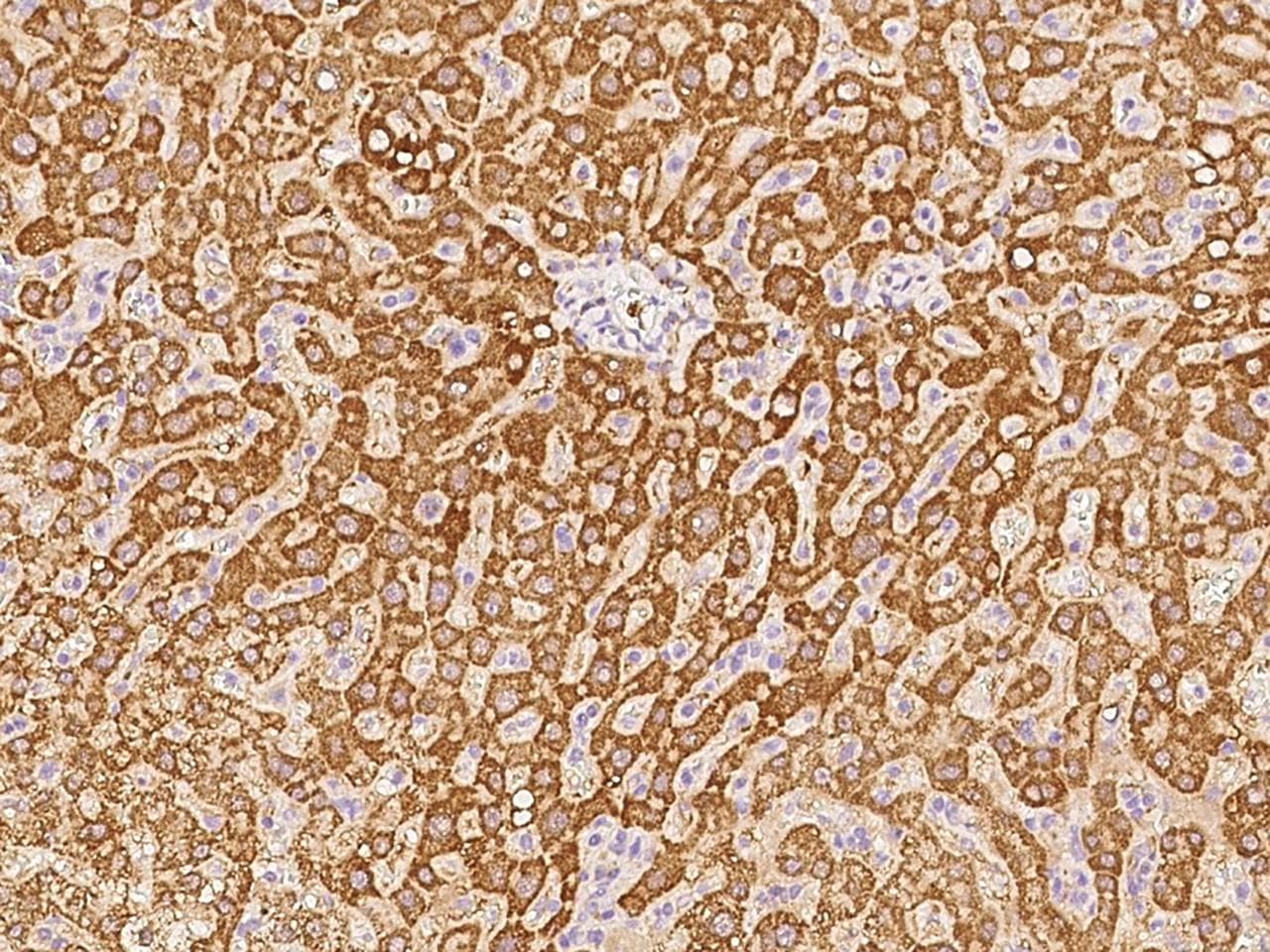 GCSH Antibody (clone 187, Preservative Free)