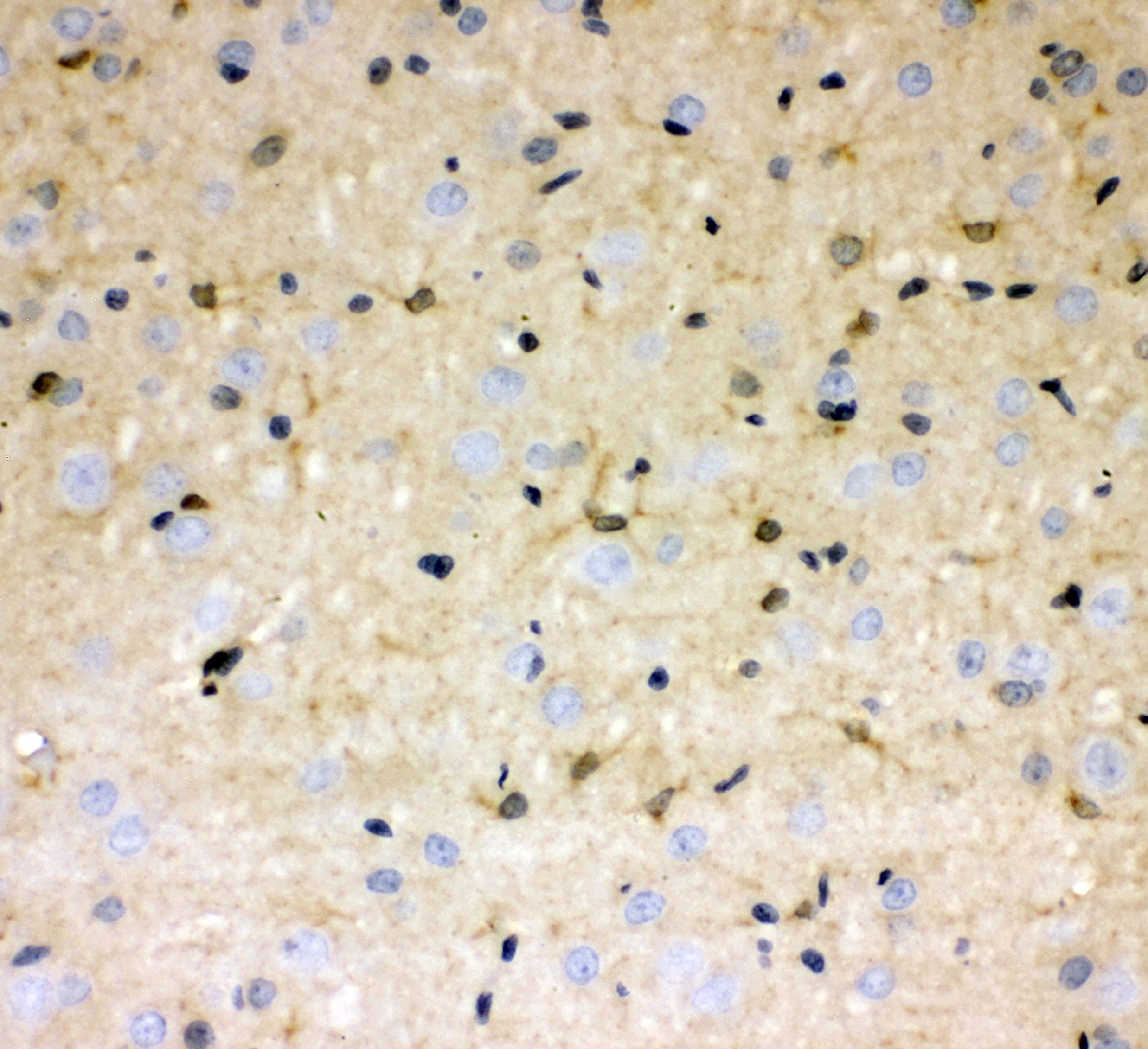Polyclonal Rabbit anti-Human DDAH1 Antibody (WB)