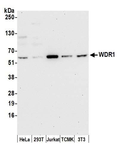 WDR1 Antibody (aa556-606)
