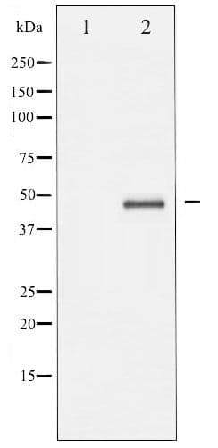 AURKA / Aurora-A Antibody