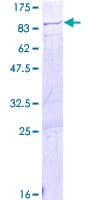 Human LIN9 Protein (Recombinant GST)