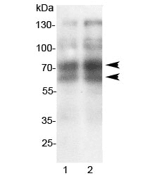 SELL / L-Selectin / CD62L Antibody (aa125-141)