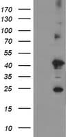 IHC-plus™ Monoclonal Mouse anti-Human TMEM173 / STING Antibody (clone 1A7, IHC, WB)