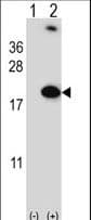 RBM3 Antibody (aa55-84)