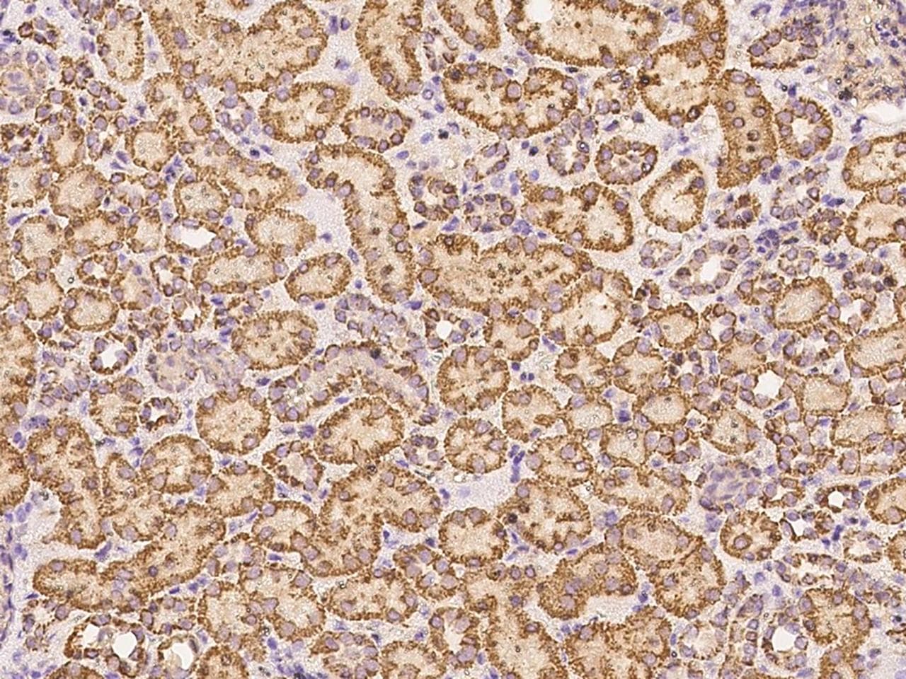 Polyclonal Rabbit anti-Human DAG1 / Dystroglycan Antibody (Preservative Free, IHC)