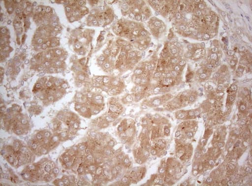 MS4A12 Antibody (clone OTI5F5)