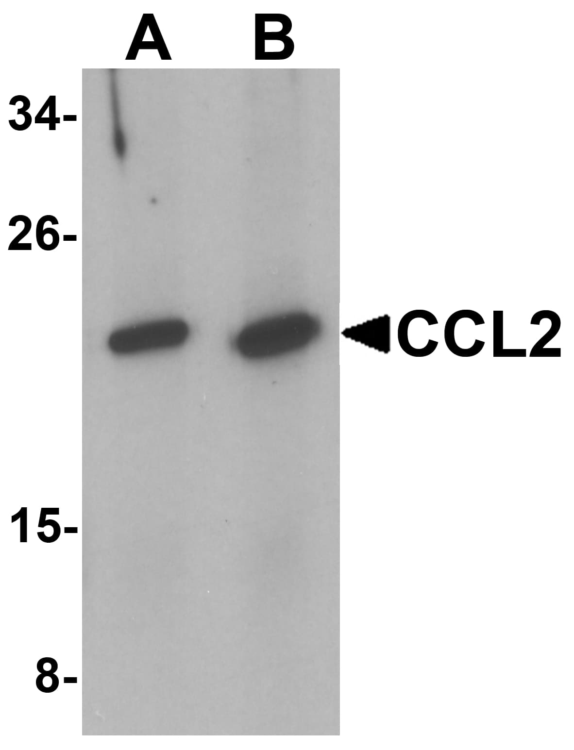 Polyclonal Rabbit anti-Human CCL2 / MCP1 Antibody (IHC, IF, WB)