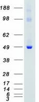 Human PTK6 / BRK Protein (Recombinant Myc-DDK (Flag))