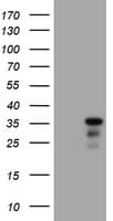 JUN / c-Jun Antibody (clone OTI2A10)