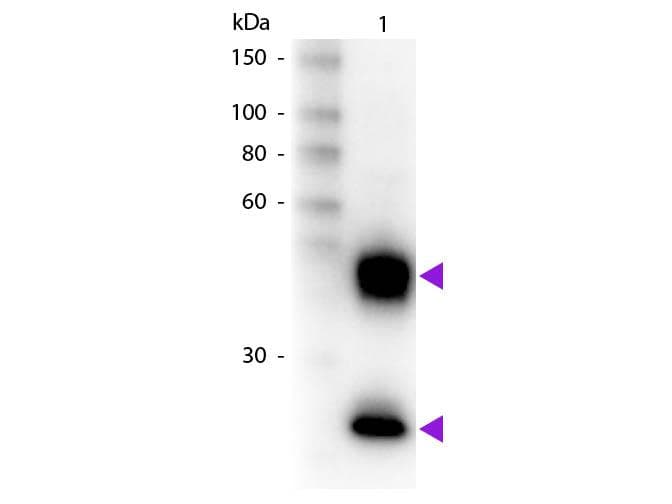 Donkey Anti-Mouse IgG Secondary Antibody (Biotin)
