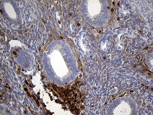SH3BP1 Antibody (clone OTI1C9)