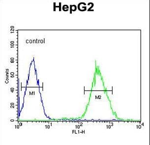 FOXP3 Antibody (aa155-182)