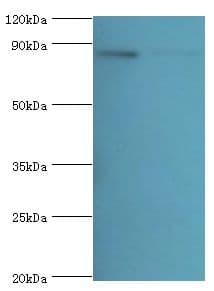 GLNRS / QARS Antibody (aa1-250)