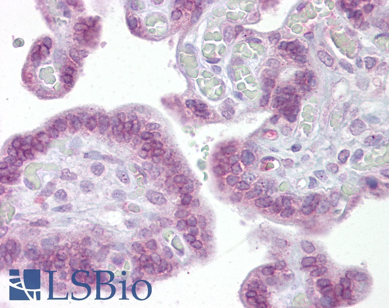 IRF6 Antibody (aa395-444)