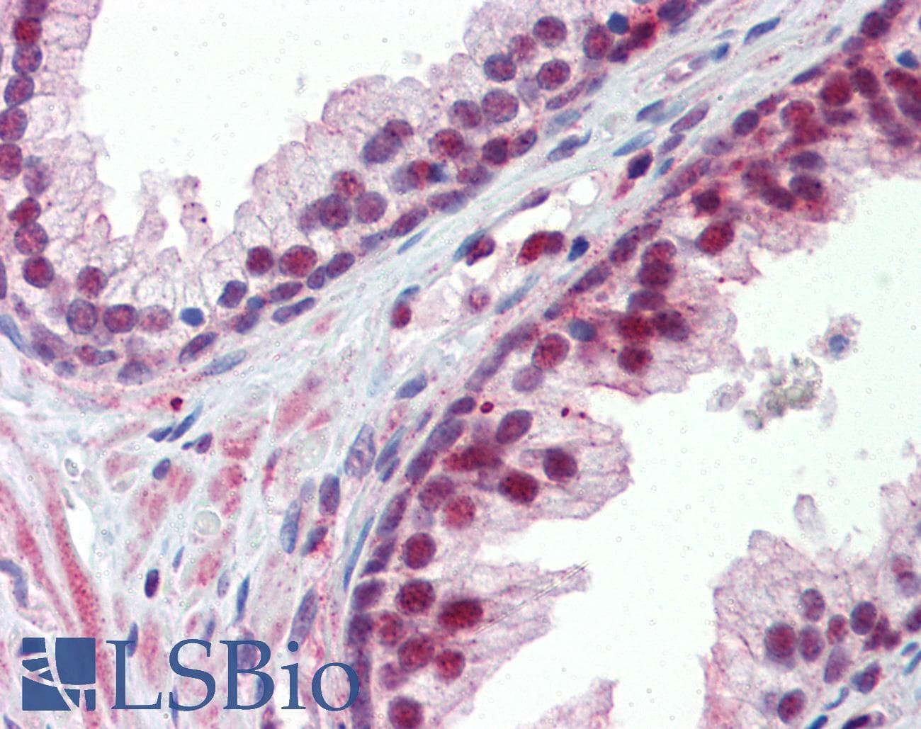 Polyclonal Rabbit anti-Human NR0B2 Antibody (aa110-159, IHC, WB)