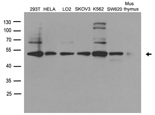 DDX39B / UAP56 Antibody