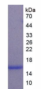 Dog CST3 / Cystatin C Protein (Recombinant His, N-Terminal)