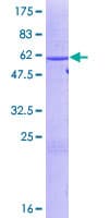 Human ELAVL1 / HUR Protein (Recombinant GST)