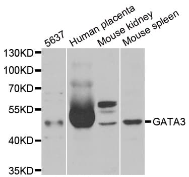 GATA3 Antibody