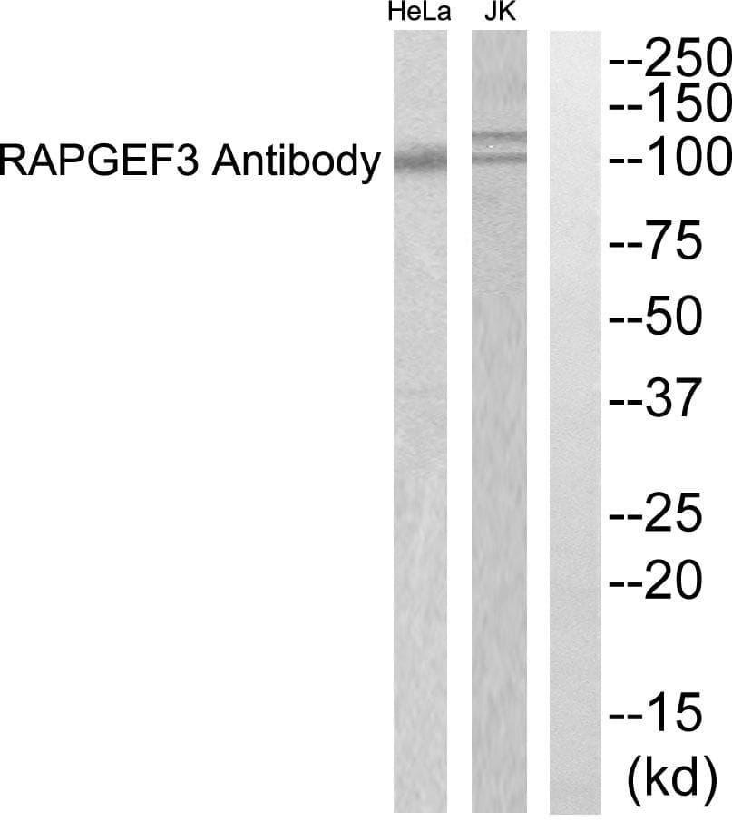 RAPGEF3 / EPAC Antibody