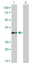 HOXC4 Antibody (clone 1E9)