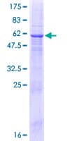 Human CAPS2 Protein (Recombinant GST)