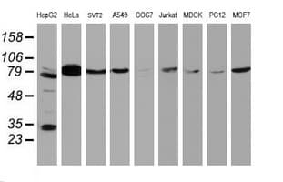 BCL10 / BCL-10 Antibody (clone OTI4H9)
