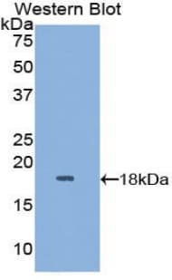 GMFG Antibody (aa12-127, Biotin)