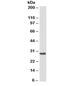 HLA-DRB1 Antibody (clone LN3 + HLA-DRB/1067, Azide-free, BSA-free)