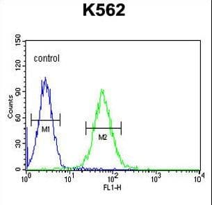 MINPP1 Antibody (aa28-55)