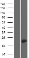 TMEM212 Protein (Over-Expression Lysate Myc-DDK (Flag))