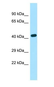 EXOC3L2 Antibody (aa206-255)