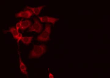 C18orf8 / MIC1; Antibody