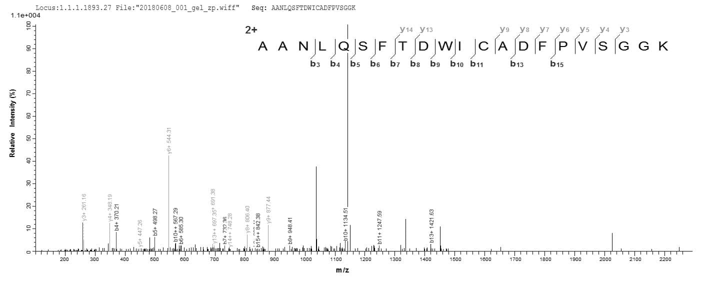 Bacillus subtilis dltA Protein (Recombinant 6His, N-terminus)