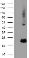 RBBP9 Antibody (clone OTI4G3)