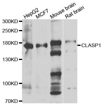 CLASP1 Antibody