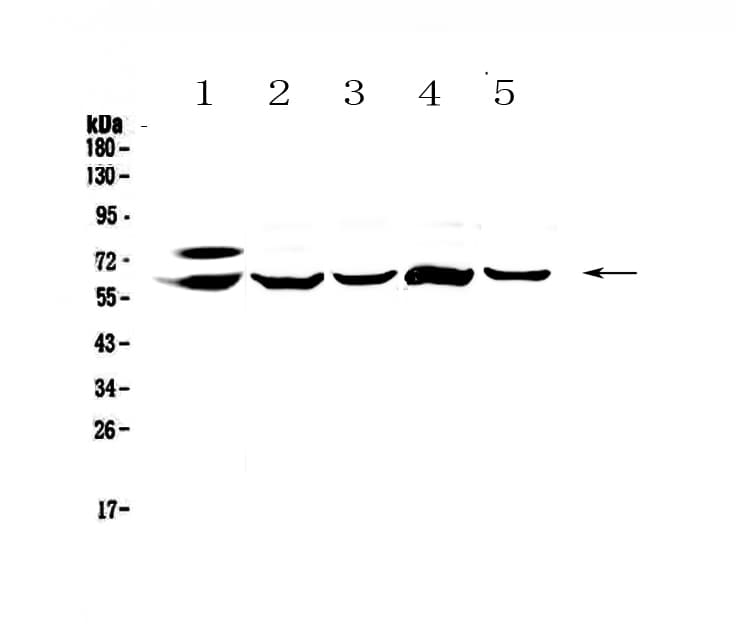 Carboxylesterase 1 / CES1 Antibody
